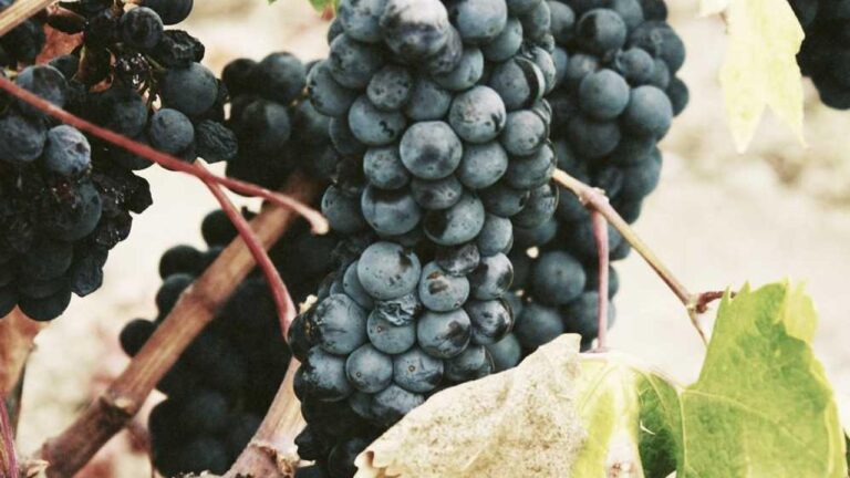 How To Register On 99 Exch.In Official Portal?