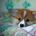 Gold365 Review: How This Platform Transforms Online Gold Investments